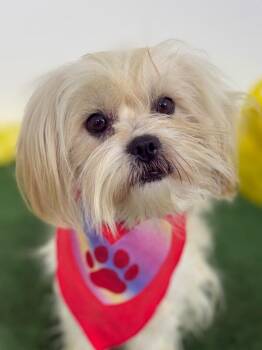 Lhasa Apso and Havanese Dogs Available for Adoption - Sophie | PetCurious
