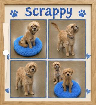 Scooby doo crew -  Cavachon and Yorkshire Terrier Dog for Adoption in Warrenville, South Carolina - Scooby Doo Crew | PetCurious
