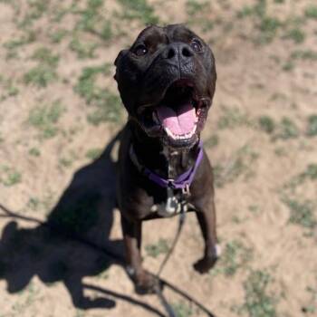Pit Bull Terrier Dogs Available for Adoption in Fort Collins, Colorado - French Fry | PetCurious