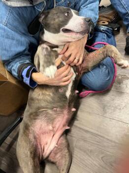 Terrier and Mixed Breed Dogs Available for Adoption in Auburn, Indiana - Granny May | PetCurious