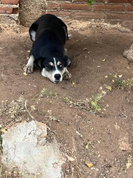 Lily -  Shepherd Dog for Adoption in Bakersfield, California - Lily | PetCurious
