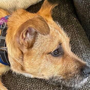 Chance -  Terrier Dog for Adoption in Minneapolis, Minnesota - Chance | PetCurious