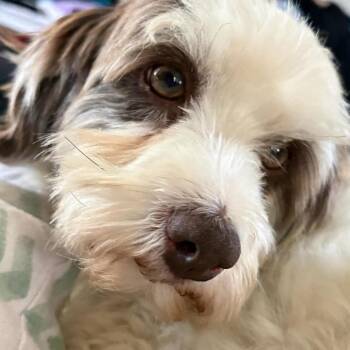 Molly Dash -  Poodle and Mixed Breed Dog for Adoption in Houston, Texas - Molly Dash | PetCurious