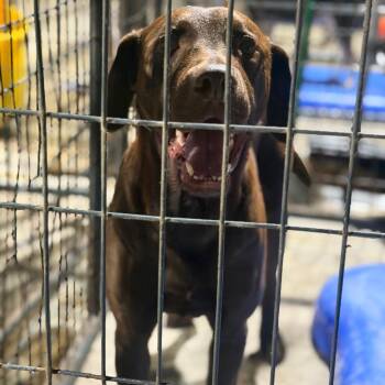 Brantley -  Labrador Retriever and Mixed Breed Dog for Adoption in Fort Smith, Arkansas - Brantley | PetCurious