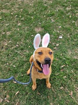 Rescue Pit Bull Terrier and Black And Tan Coonhound Dogs for Adoption in Fennville, Michigan - Scotty | PetCurious