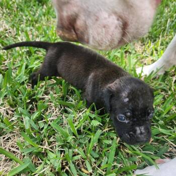 Boxer Dogs Available for Adoption in Dallas, Texas - Tansy | PetCurious