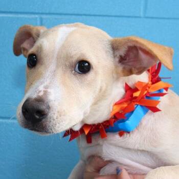 Lestat -  Mixed Breed Dog for Adoption in Lansing, Michigan - Lestat | PetCurious