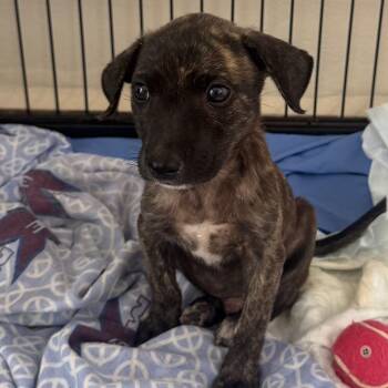 Gus -  Plott Hound and Mixed Breed Dog for Adoption in Jefferson, New Jersey - Gus | PetCurious