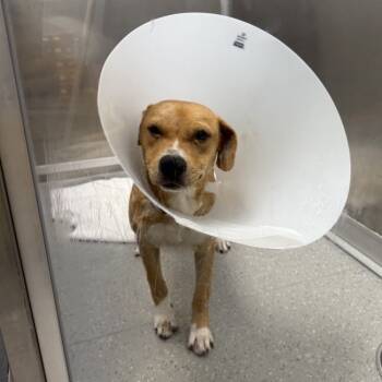 Rescue Labrador Retriever Dogs for Adoption in New York, New York - Nina | PetCurious