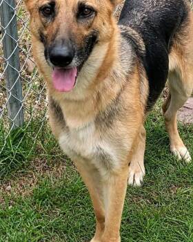 German Shepherd Dog Dogs Available for Adoption - Kallini | PetCurious