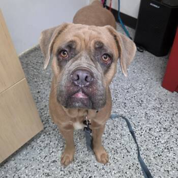 Mia -  Cane Corso Dog for Adoption in Lakeland, Florida - Mia | PetCurious