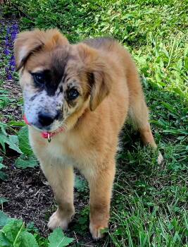 Princess Peebles -  Yorkshire Terrier and Spaniel Dog for Adoption in Franklin, Tennessee - Princess Peebles | PetCurious