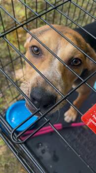 Rescue Black And Tan Coonhound Dogs for Adoption in Egg Harbor City, New Jersey - Cracker Jack | PetCurious