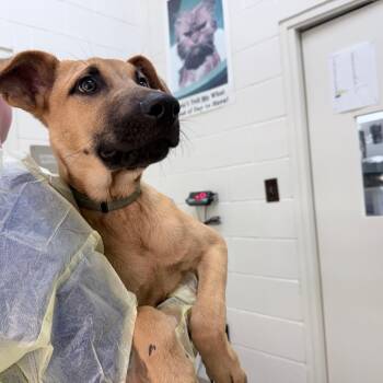 Olympus -  Mixed Breed Dog for Adoption in Auburn, Alabama - Olympus | PetCurious