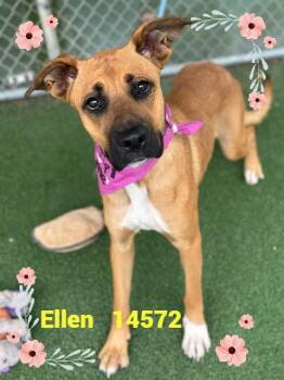 Rescue Shepherd and Black Mouth Cur Dogs for Adoption in Marietta, Georgia - ELLEN | PetCurious