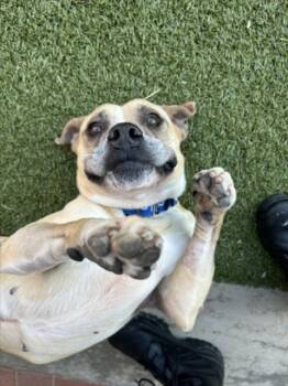 ORANGE BLOSSOM -  Boxer and Mixed Breed Dog for Adoption in Derwood, Maryland - ORANGE BLOSSOM | PetCurious
