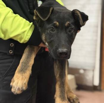 Fabio -  Shepherd and Mixed Breed Dog for Adoption in Greenfield, Indiana - Fabio | PetCurious