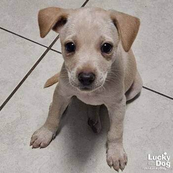 Nayra -  Labrador Retriever Dog for Adoption in Washington, District Of Columbia - Nayra | PetCurious