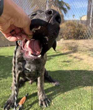 Brody -  Cane Corso and Mastiff Dog for Adoption in Glendale, Arizona - Brody | PetCurious