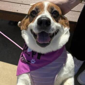 Penni+ -  Collie and Mixed Breed Dog for Adoption in Elk Grove Village, Illinois - Penni+ | PetCurious