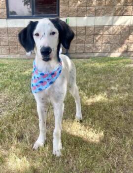 IRENE -  Dalmatian and Border Collie Dog for Adoption in Tulsa, Oklahoma - IRENE | PetCurious