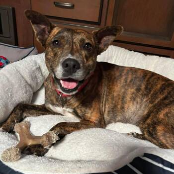 Valentines -  American Staffordshire Terrier Dog for Adoption in Klein, Texas - Valentines | PetCurious