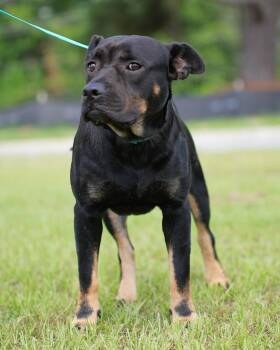 Watson -  Terrier Dog for Adoption in Springfield, Georgia - Watson | PetCurious