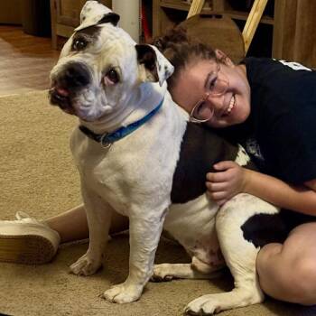 Bulldog and Boxer Dogs Available for Adoption in Hermiston, Oregon - Boomer | PetCurious