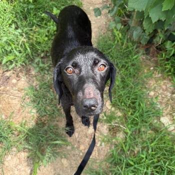 Harper -  Black Labrador Retriever and Mixed Breed Dog for Adoption in Rockville, Maryland - Harper | PetCurious