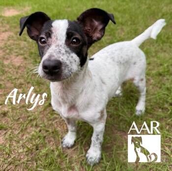 Jack Russell Terrier and Mixed Breed Dogs Available for Adoption in Magnolia, Texas - Arlys | PetCurious