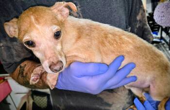 John Boy -  Chihuahua Dog for Adoption in Livingston, Texas - John Boy | PetCurious