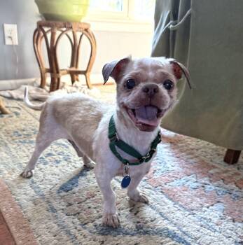 Rio Anthony -  Mixed Breed Dog for Adoption in Alexandria, Virginia - Rio Anthony | PetCurious