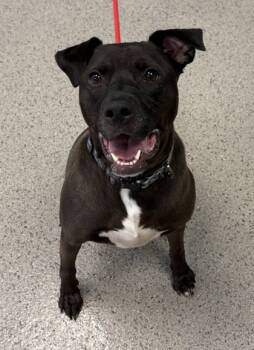 Rescue Labrador Retriever and Pit Bull Terrier Dogs for Adoption in Fishers, Indiana - Titan | PetCurious