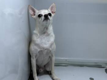 MILDRED -  Chihuahua Dog for Adoption in Visalia, California - MILDRED | PetCurious
