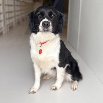 Border Collie Dogs Available for Adoption - Gumbo | PetCurious