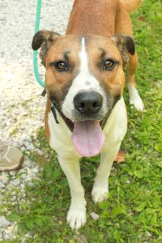 Cheesy -  Pit Bull Terrier Dog for Adoption in Ona, West Virginia - Cheesy | PetCurious