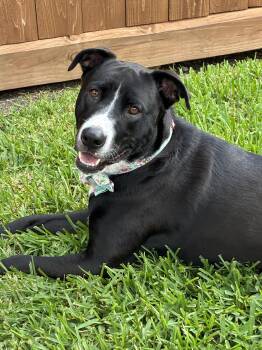 Nina -  American Staffordshire Terrier Dog for Adoption in Magnolia, Texas - Nina | PetCurious