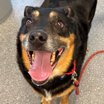 Kylo - Coming Soon! -  Mixed Breed Dog for Adoption in Naperville, Illinois - Kylo - Coming Soon! | PetCurious