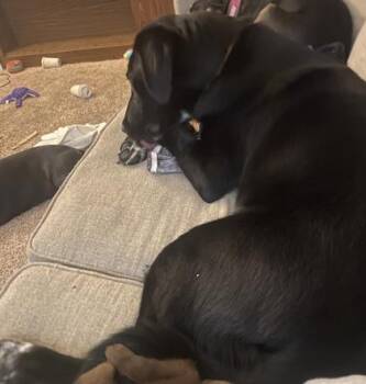 Asmodeus -  Labrador Retriever and Mixed Breed Dog for Adoption in Brunswick, Georgia - Asmodeus | PetCurious