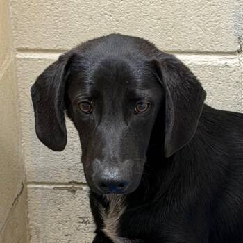 TUSC-Stray-84819 -  Dachshund and Shepherd Dog for Adoption in Tuscaloosa, Alabama - TUSC-Stray-84819 | PetCurious