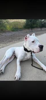 Ace -  Dogo Argentino Dog for Adoption in Los Angeles, California - Ace | PetCurious