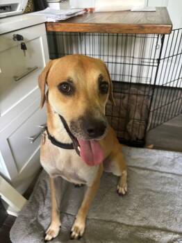 Rescue Labrador Retriever and Black Mouth Cur Dogs for Adoption in Inverness, Florida - Alvin | PetCurious