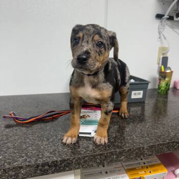 Rescue Australian Cattle Dog Blue Heeler Dogs for Adoption in Shelbyville, Illinois - Male | PetCurious