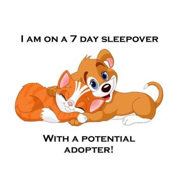 Chihuahua Dogs Available for Adoption in Lebanon, Tennessee - Zen D26-009 | PetCurious