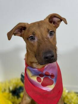 Black Mouth Cur and Labrador Retriever Dogs Available for Adoption - Ted | PetCurious