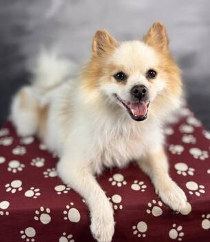 Blaine -  Pomeranian Dog for Adoption in Garland, Texas - Blaine | PetCurious