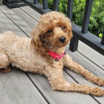 Cara -  Poodle Dog for Adoption in Cincinnati, Ohio - Cara | PetCurious