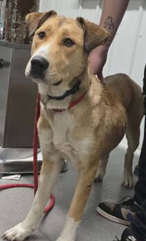 Rescue Mixed Breed Dogs for Adoption in Hillsdale, Indiana - Sid | PetCurious