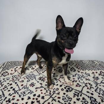 Jay -  Boston Terrier Dog for Adoption in Dallas, Georgia - Jay | PetCurious