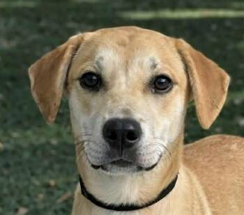 Labrador Retriever Dogs Available for Adoption in Newport, Tennessee - Firenze | PetCurious